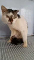 Gatos adultos castr