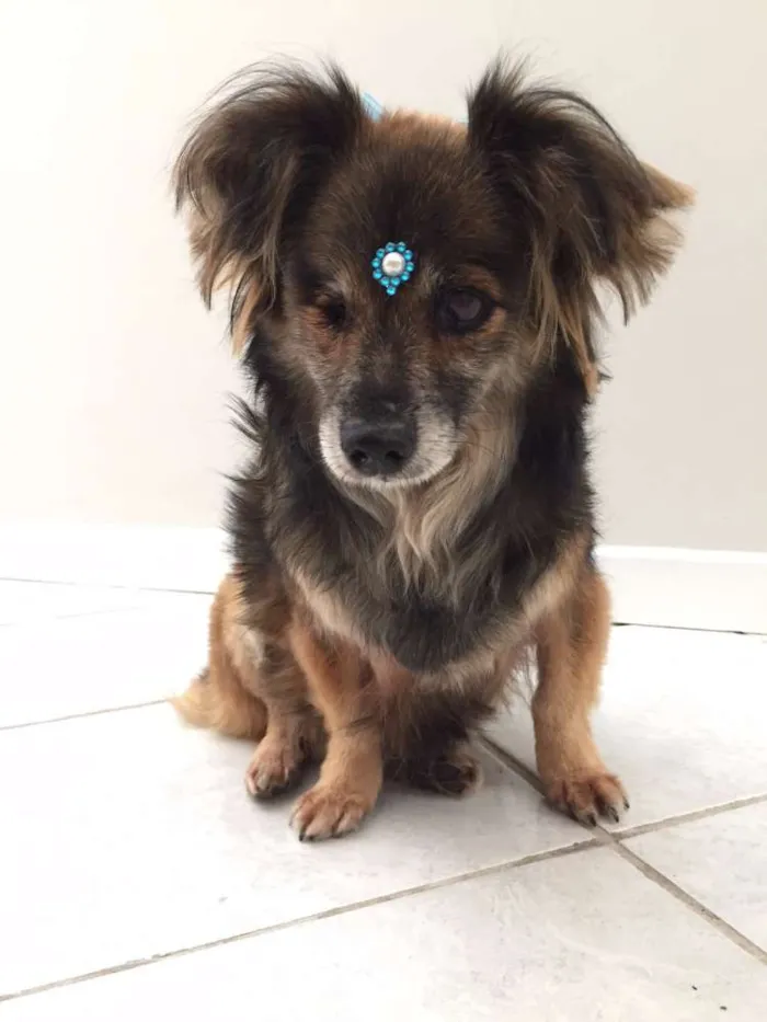 Cachorro ra a SRD idade 6 ou mais anos nome Sem nome