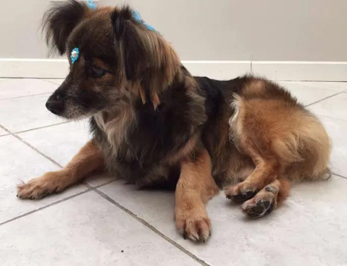 Cachorro ra a SRD idade 6 ou mais anos nome Sem nome