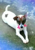 LILI