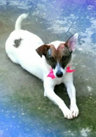 Cachorro ra a VIRA LATA idade 1 ano nome LILI