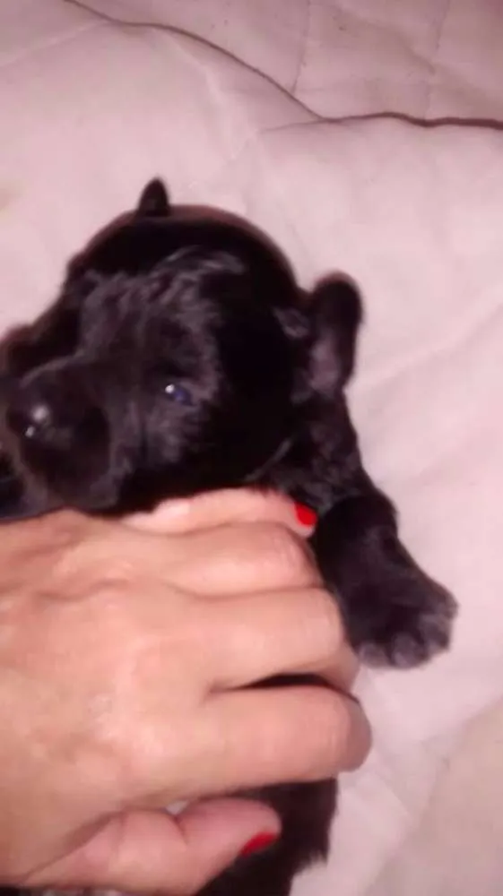 Cachorro ra a SRD idade Abaixo de 2 meses nome Horus