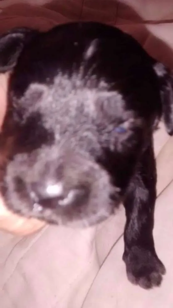 Cachorro ra a SRD idade Abaixo de 2 meses nome Horus