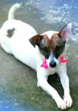 Cachorro raça VIRA LATA idade 1 ano nome LILI