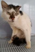 Gatos adultos castr