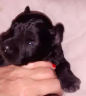 Cachorro raça SRD idade Abaixo de 2 meses nome Horus