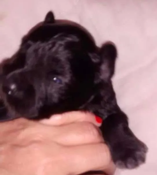 Cachorro ra a SRD idade Abaixo de 2 meses nome Horus