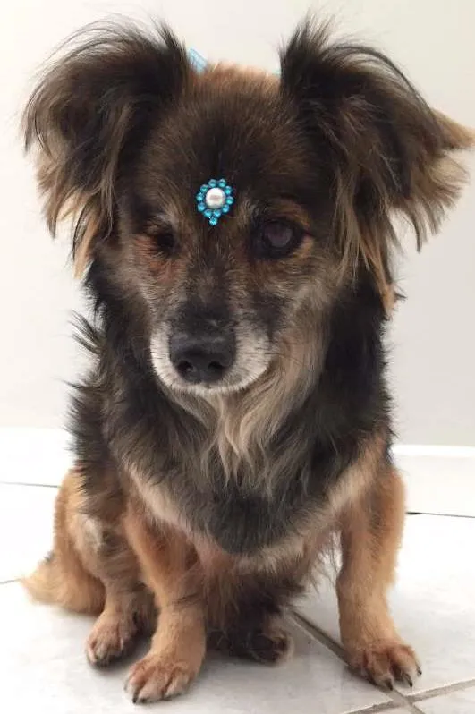 Cachorro ra a SRD idade 6 ou mais anos nome Sem nome