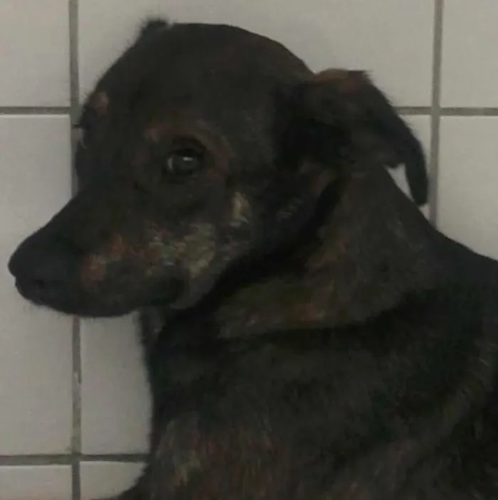 Cachorro ra a SRD idade 5 anos nome Lila
