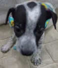 Pintadinha