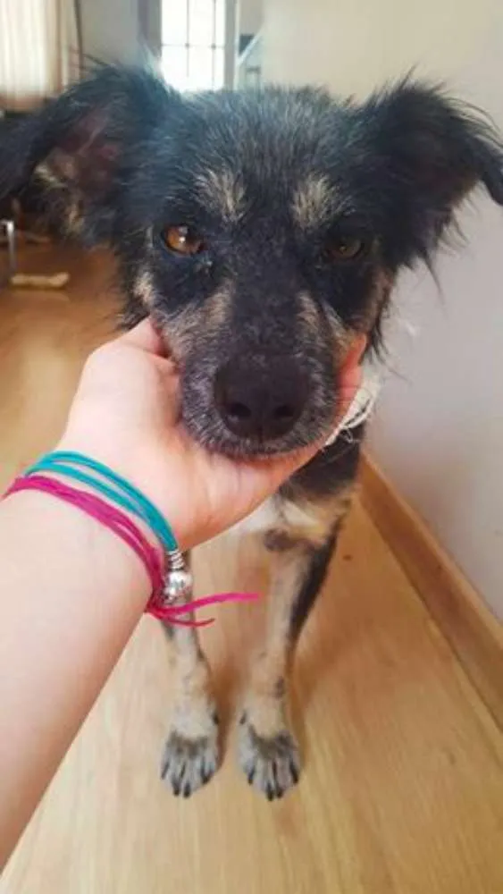 Cachorro ra a Vira-Lata idade 3 anos nome Lucky