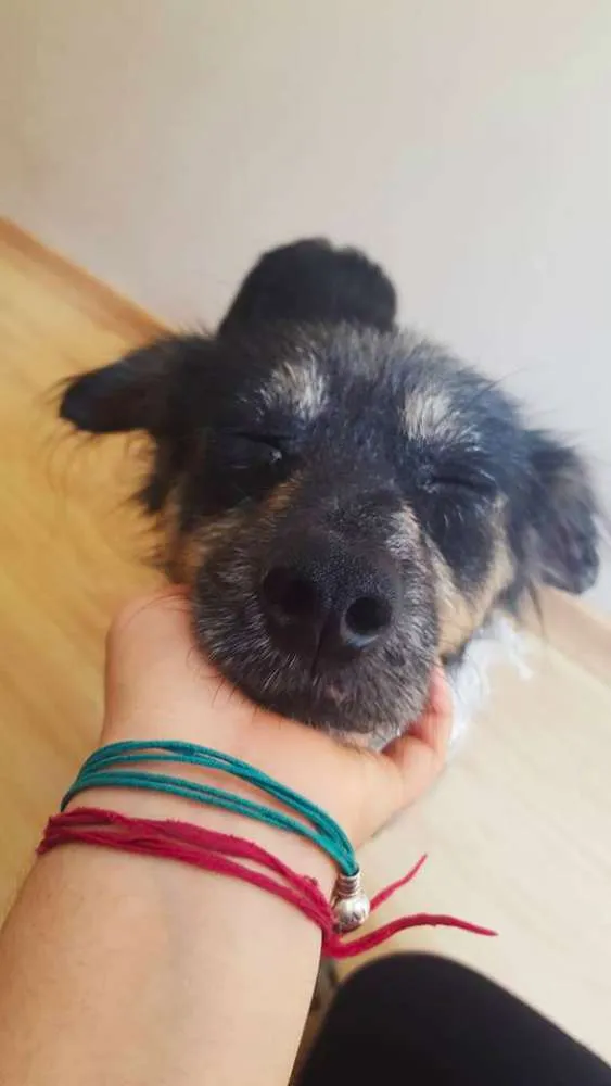 Cachorro ra a Vira-Lata idade 3 anos nome Lucky