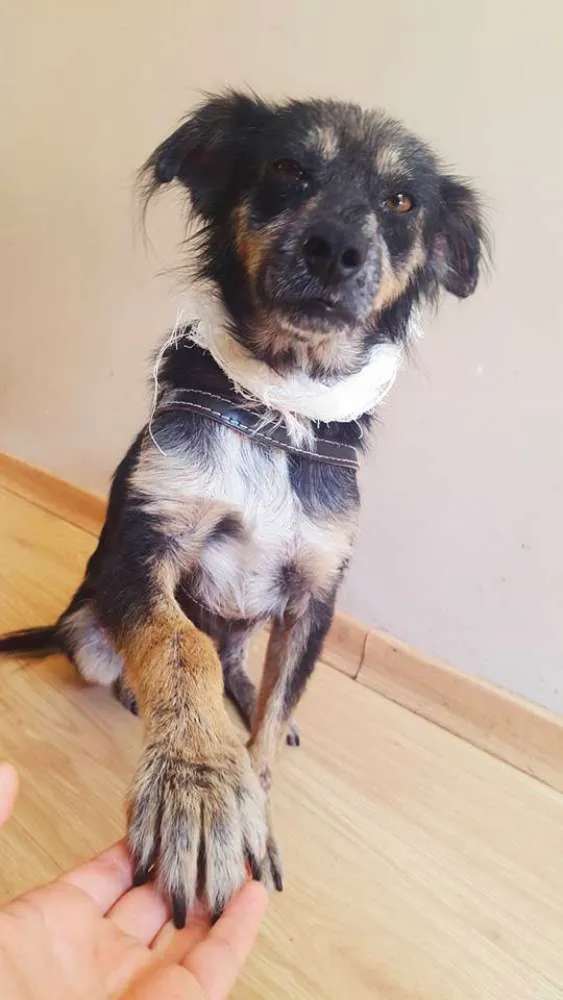 Cachorro ra a Vira-Lata idade 3 anos nome Lucky