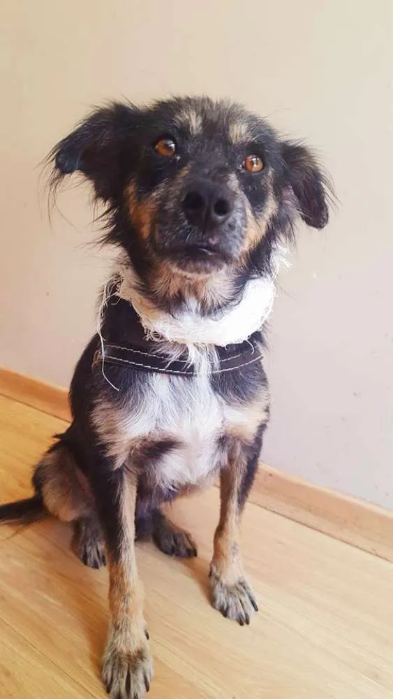 Cachorro ra a Vira-Lata idade 3 anos nome Lucky