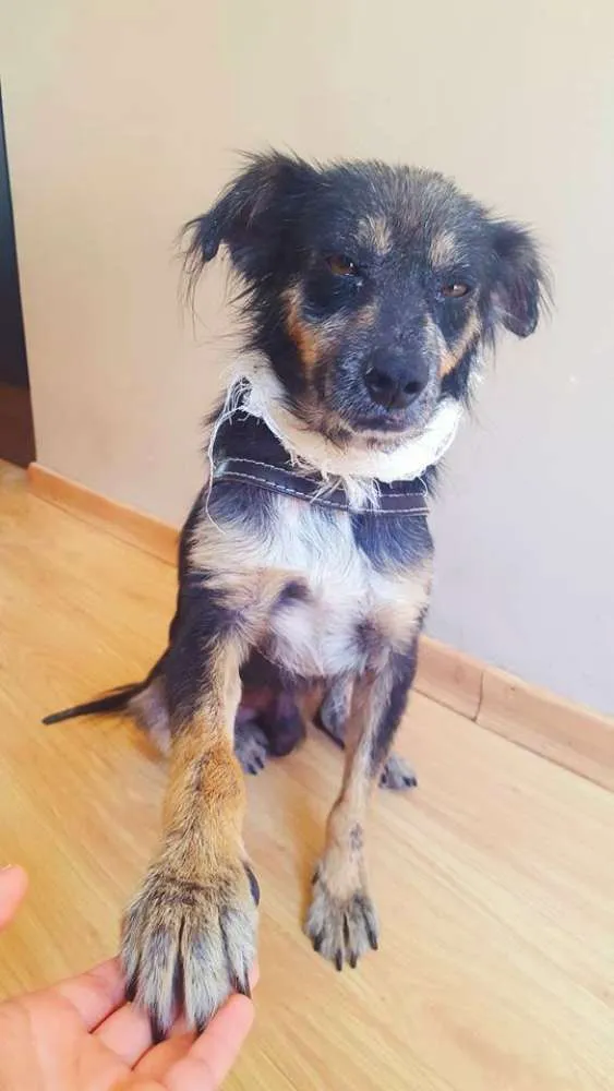Cachorro ra a Vira-Lata idade 3 anos nome Lucky