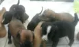 Varios Cachorros