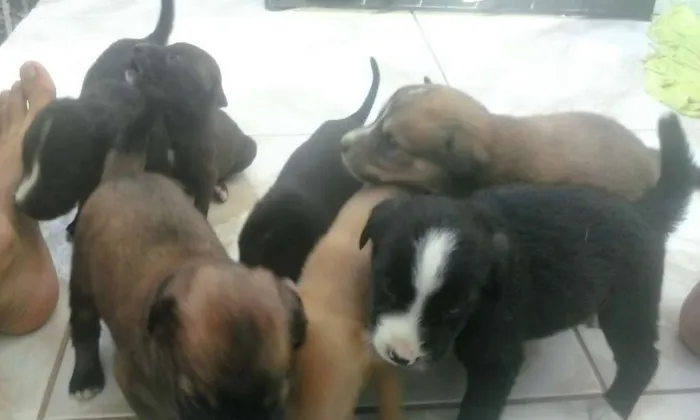 Cachorro ra a Fila idade Abaixo de 2 meses nome Varios Cachorros