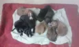 Varios Cachorros