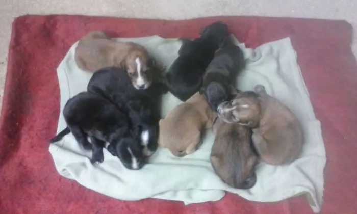 Cachorro ra a Fila idade Abaixo de 2 meses nome Varios Cachorros