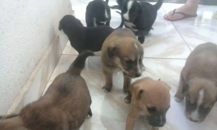 Cachorro ra a Fila idade Abaixo de 2 meses nome Varios Cachorros