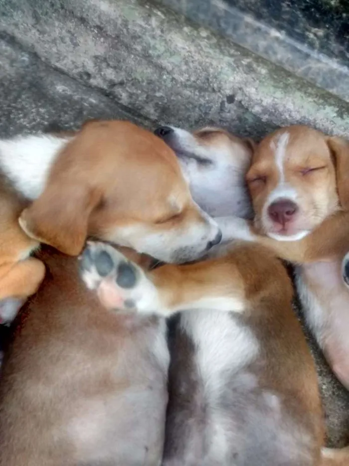 Cachorro raça Vira lata idade 2 a 6 meses nome Sem nome