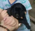 Pretinha