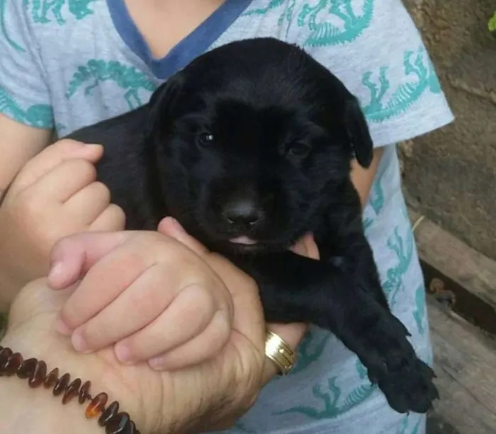 Cachorro ra a SRD idade Abaixo de 2 meses nome Pretinha