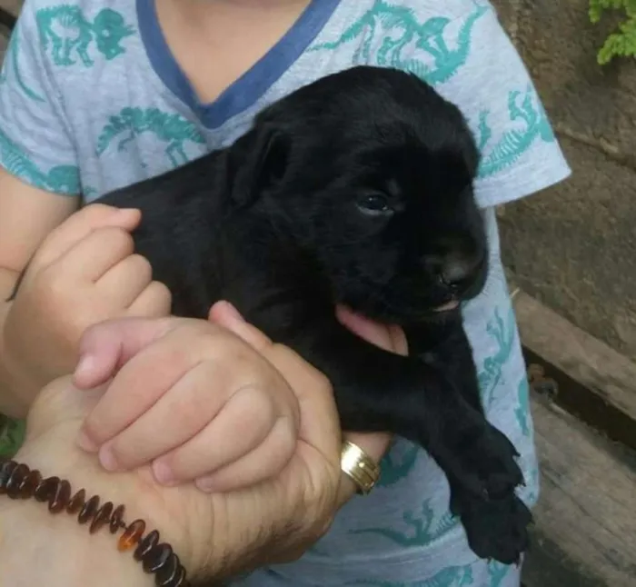 Cachorro ra a SRD idade Abaixo de 2 meses nome Pretinha