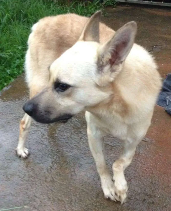 Cachorro ra a SRD idade 3 anos nome Bruce