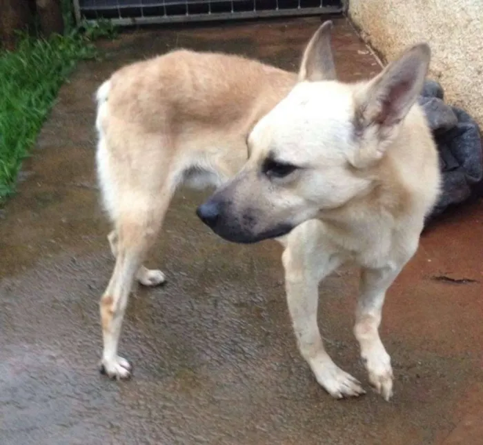 Cachorro ra a SRD idade 3 anos nome Bruce