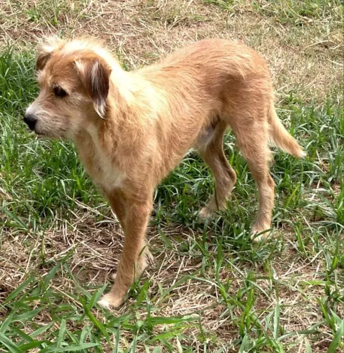 Cachorro ra a SRD idade 3 anos nome Benji