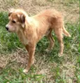 Benji