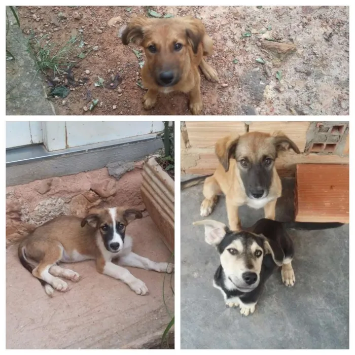 Cachorro ra a SRD idade 2 a 6 meses nome Sem Nome