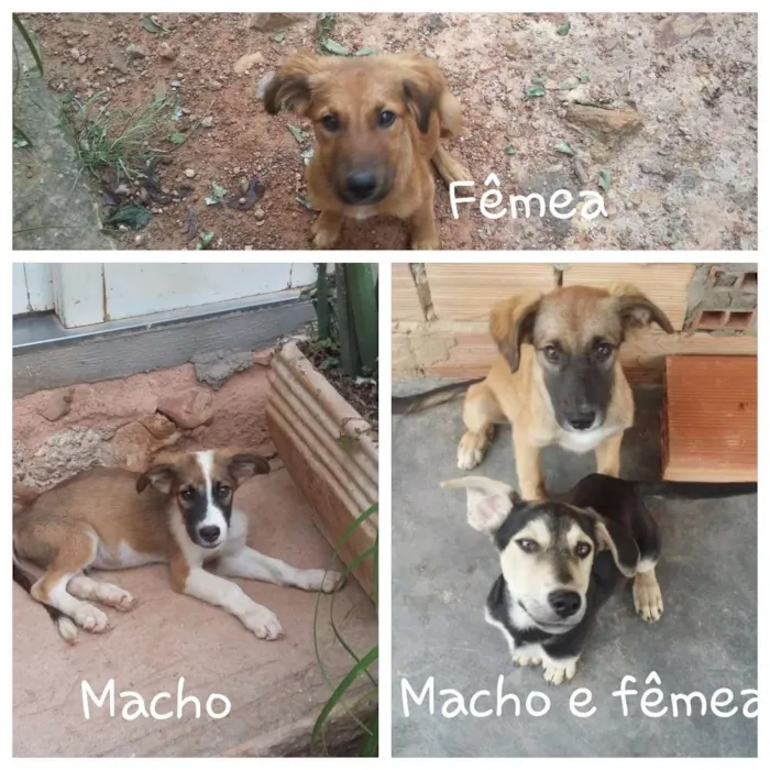 Cachorro ra a SRD idade 2 a 6 meses nome Sem Nome