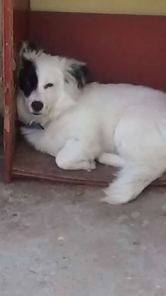 Cachorro ra a nao sei idade 1 ano nome Leyd