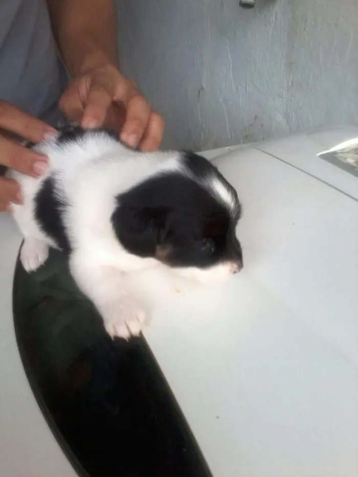 Cachorro ra a SRD idade Abaixo de 2 meses nome Bebê