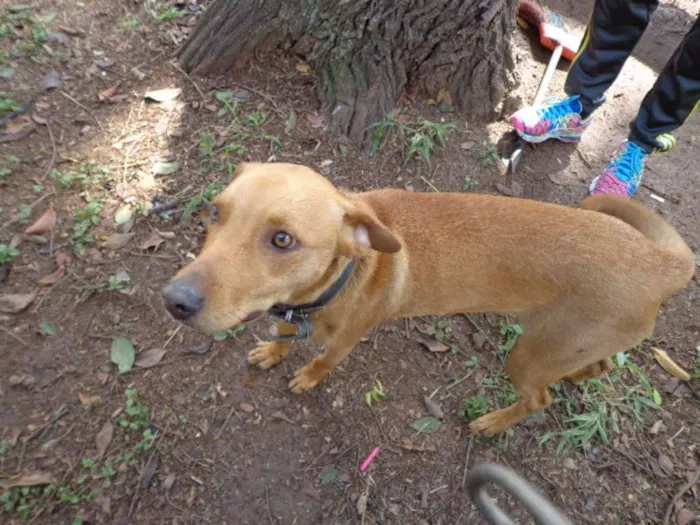 Cachorro ra a srd idade  nome SPIKE