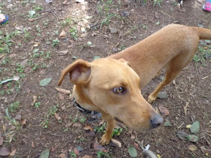Cachorro ra a srd idade  nome SPIKE