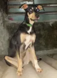 Moleuqe