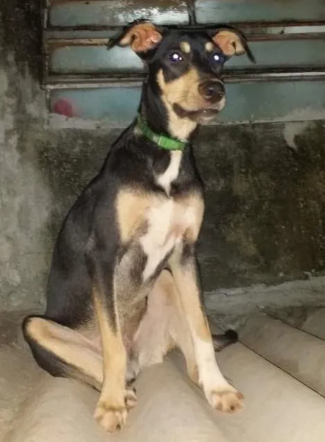 Cachorro ra a SRD idade 1 ano nome Moleuqe