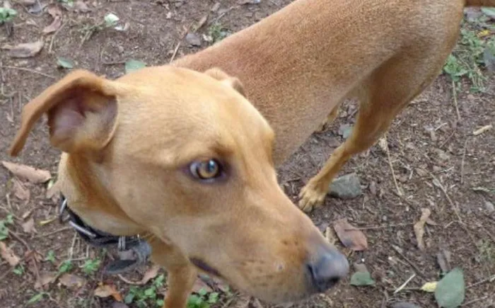 Cachorro ra a srd idade  nome SPIKE