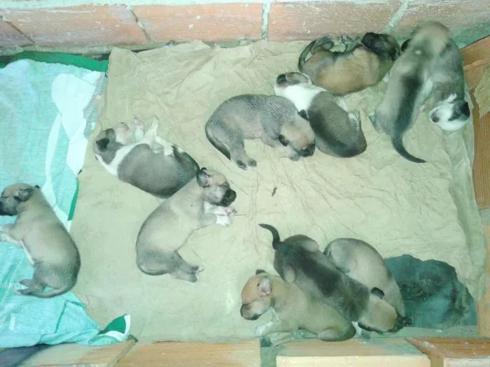 Cachorro raça Vira lata idade Abaixo de 2 meses nome Indefinidos