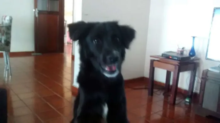 Cachorro ra a Vira Lata idade 2 anos nome Niko