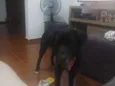 Niko