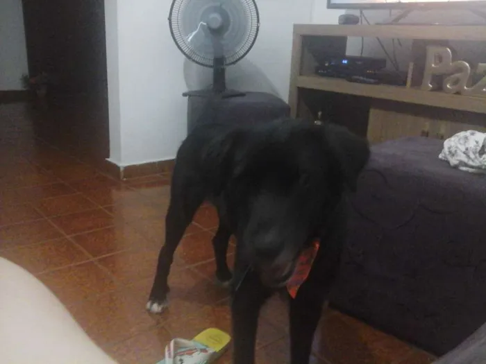 Cachorro ra a Vira Lata idade 2 anos nome Niko