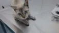 Adote Xuxa Castrada