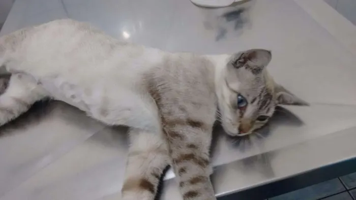 Gato ra a SRD idade 1 ano nome Adote Xuxa Castrada