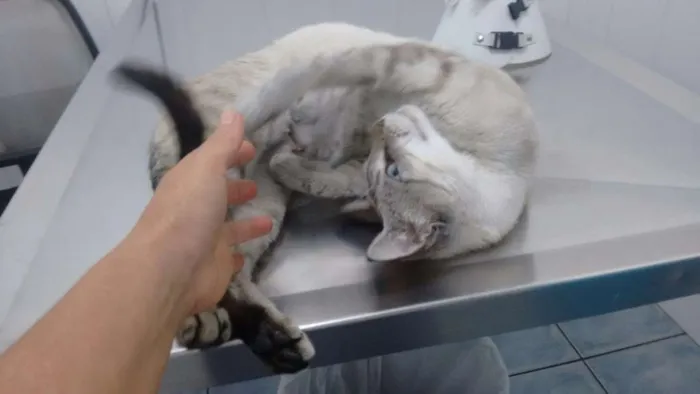 Gato ra a SRD idade 1 ano nome Adote Xuxa Castrada