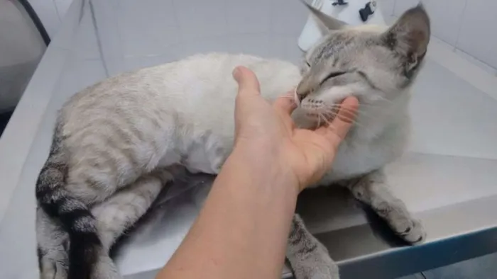 Gato ra a SRD idade 1 ano nome Adote Xuxa Castrada