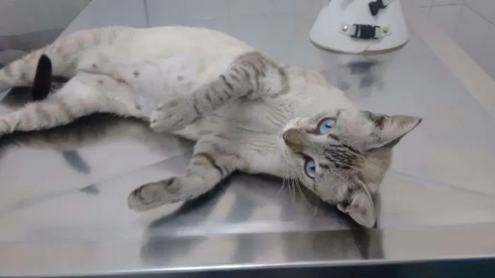Gato ra a SRD idade 1 ano nome Adote Xuxa Castrada